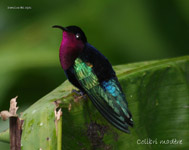 Colibri madere_2908.jpg